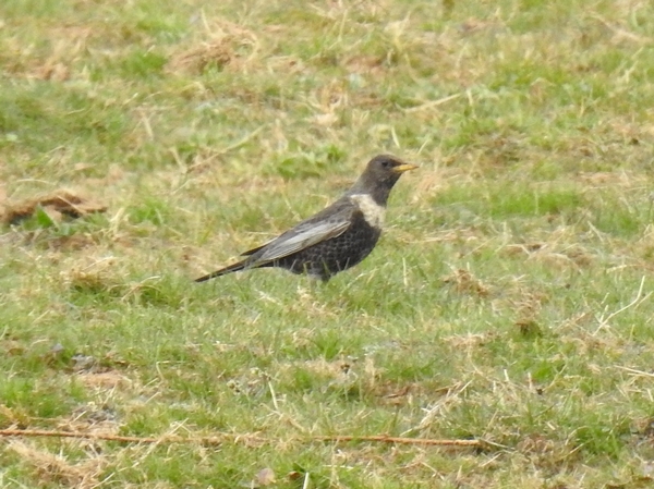 Ring Ouzel