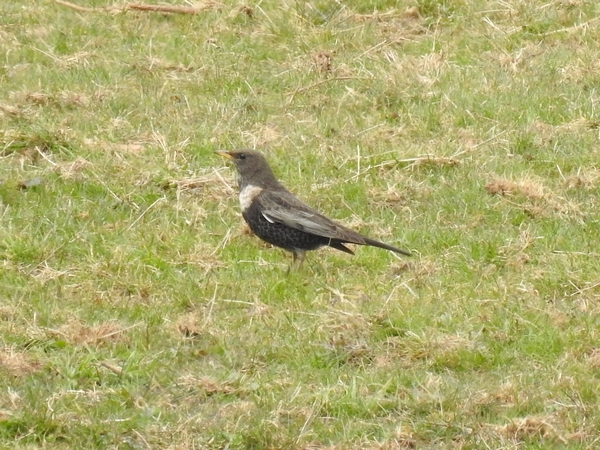 Ring Ouzel