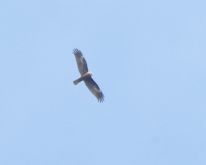 Marsh Harrier