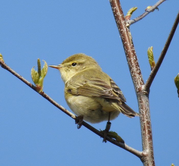 Willow Warbler