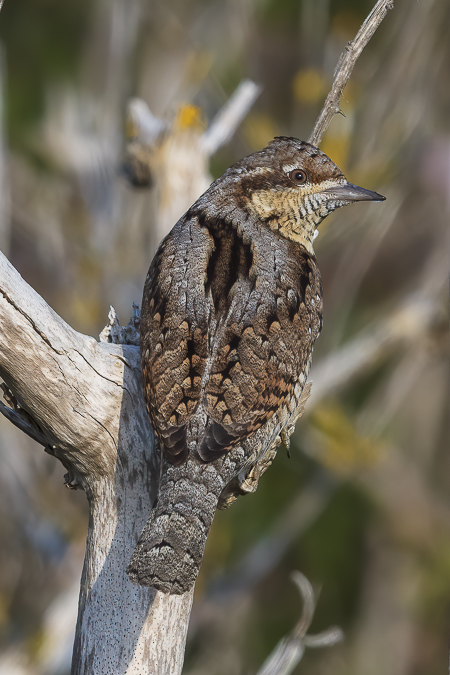 Wryneck