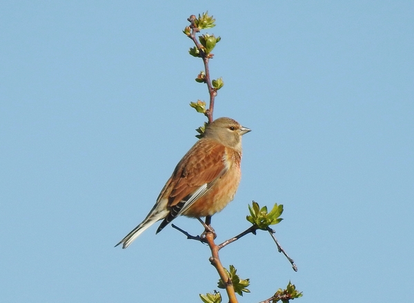 Linnet