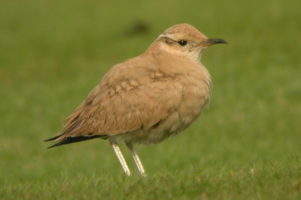 Cream-coloured Courser