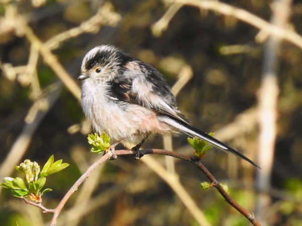 Long-tailed Tit