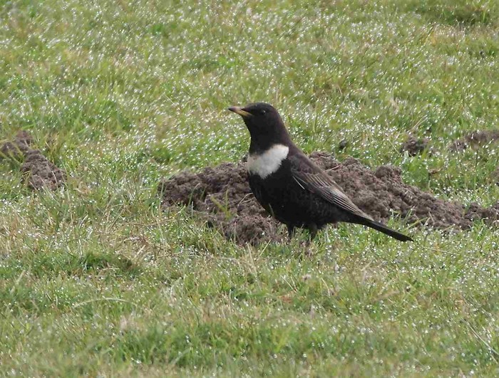 Ring Ouzel