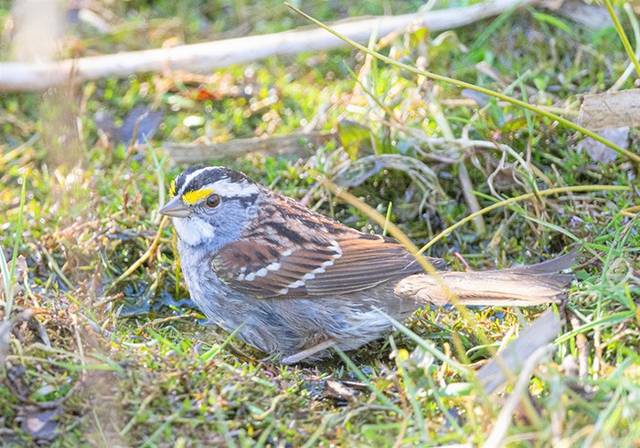 White-throated Sparrow