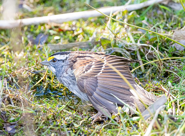 White-throated Sparrow