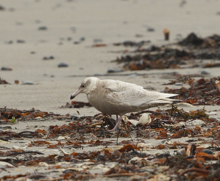 Glaucous Gull