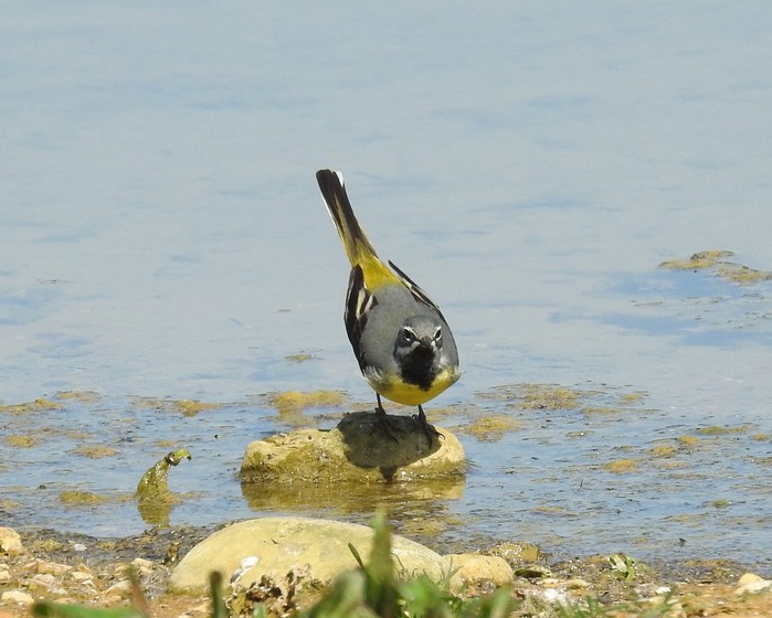 Grey Wagtail