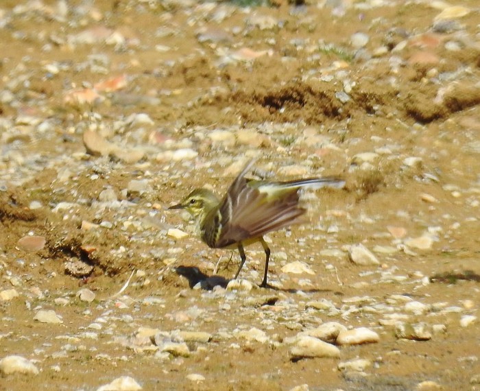 Yellow Wagtail