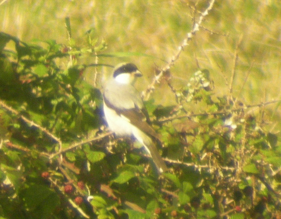 Lesser Grey Shrike