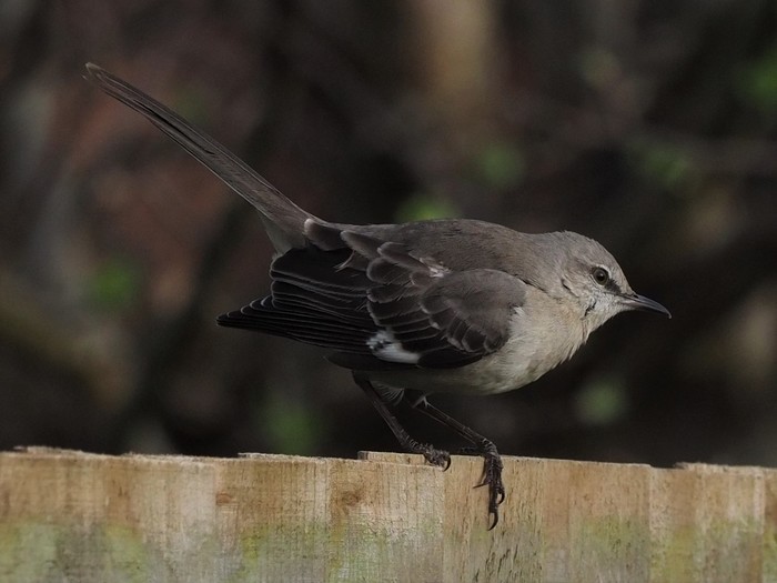 Northern Mockingbird