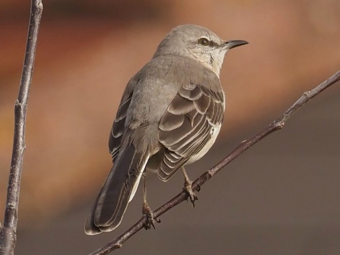 Northern Mockingbird