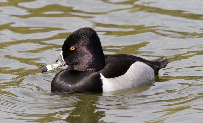 Ring-necked Duck