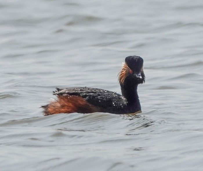 Black-necked Grebe