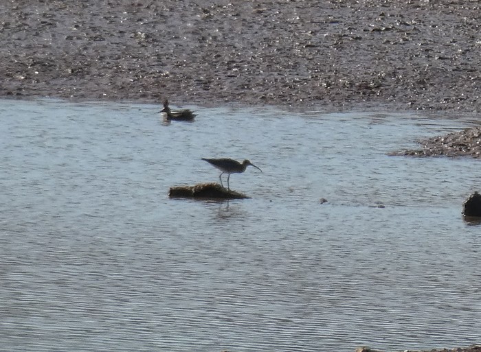 Whimbrel