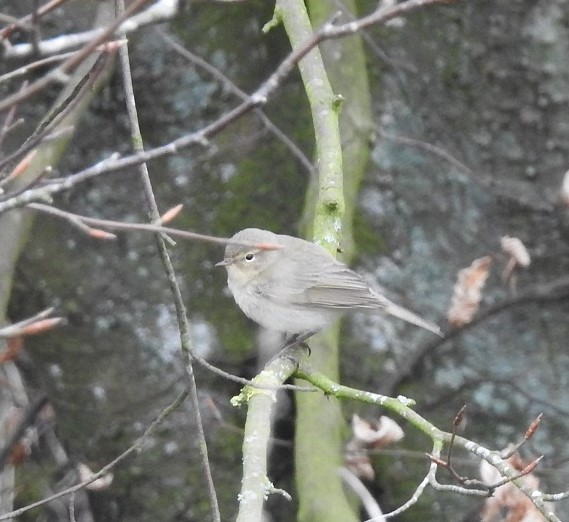 Siberian Chiffchaff
