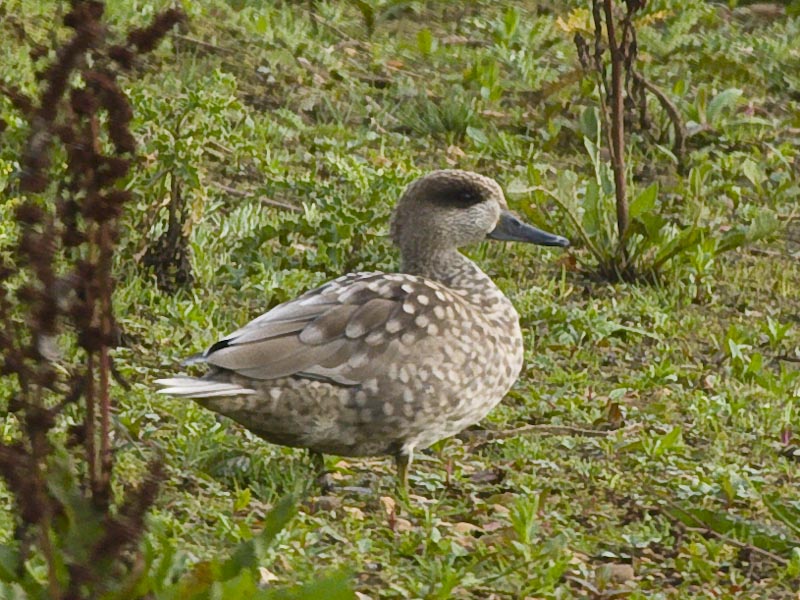 Marbled Duck