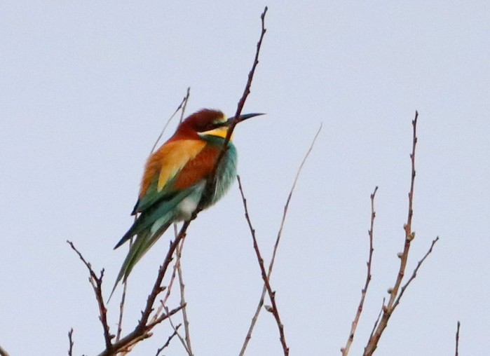 Bee-eater