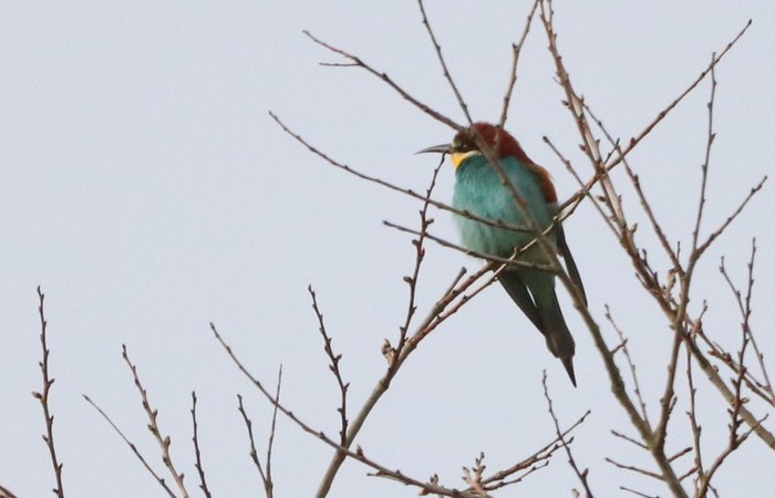 Bee-eater