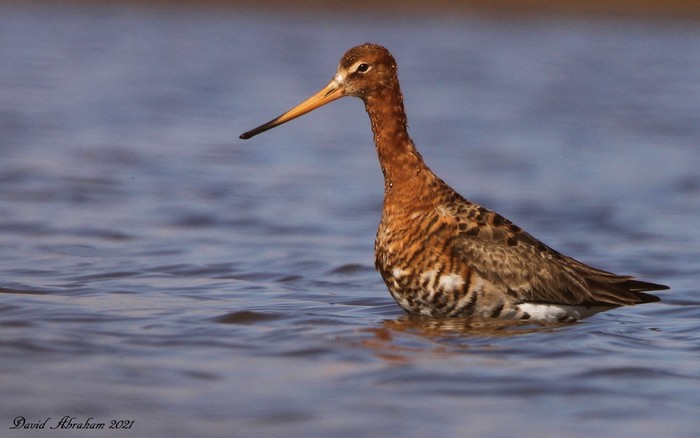Black-tailed Godwit