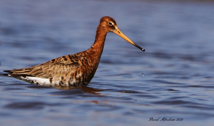 Black-tailed Godwit 