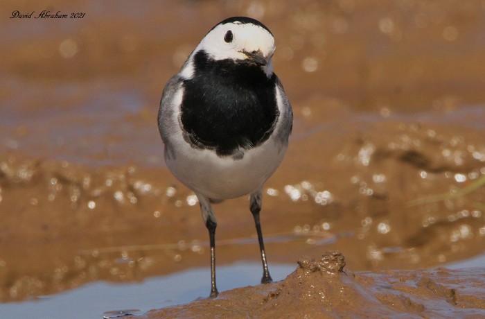 White Wagtail 