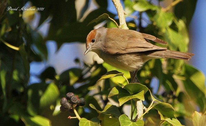 Blackcap 