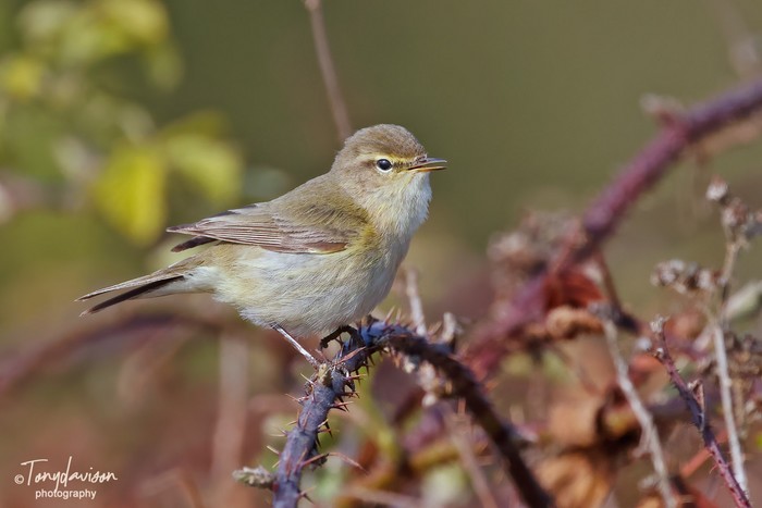 Chiffchaff