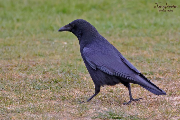 Carrion Crow