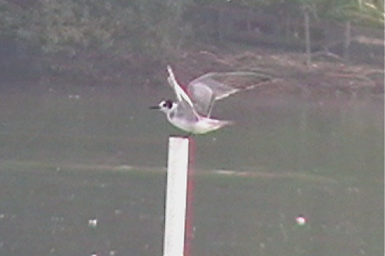 Black Tern