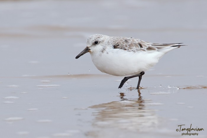 Sanderling