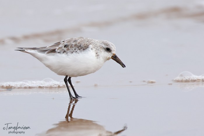 Sanderling