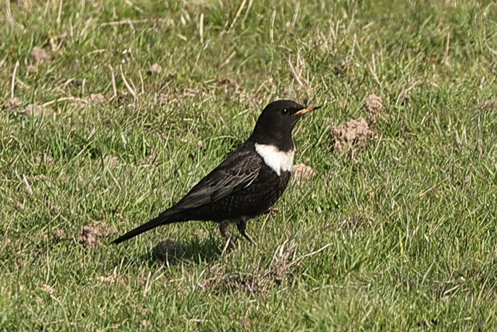 Ring Ouzel