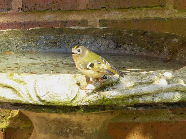 Goldcrest