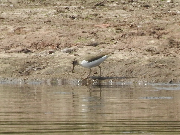 Common Sandpiper