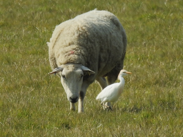Cattle Egret