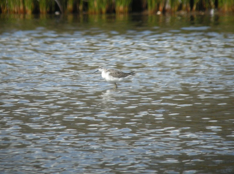 Wilson's Phalarope