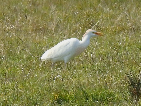 Cattle Egret