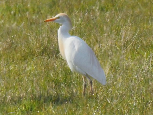 Cattle Egret
