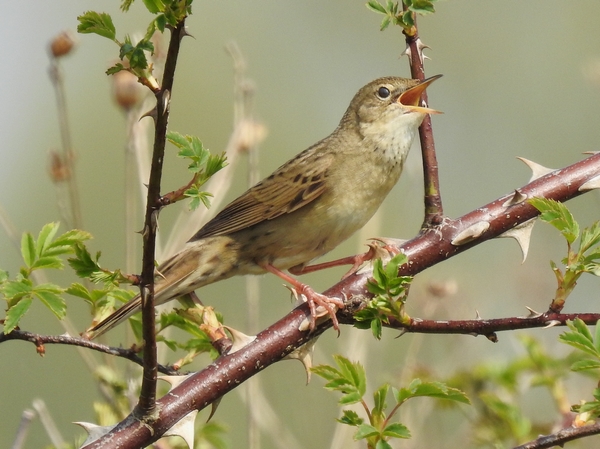 Grasshopper Warbler