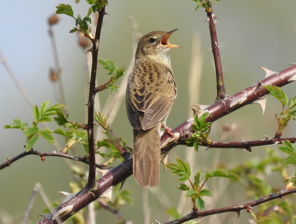 Grasshopper Warbler