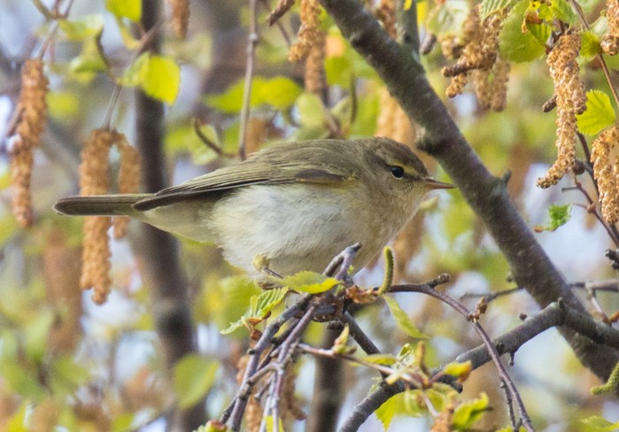 Iberian Chiffchaff
