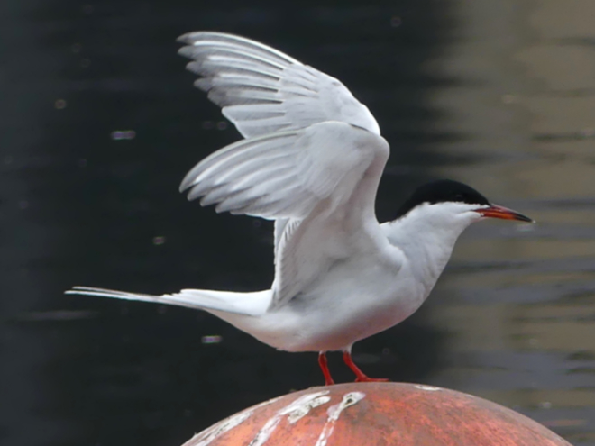 Common Tern