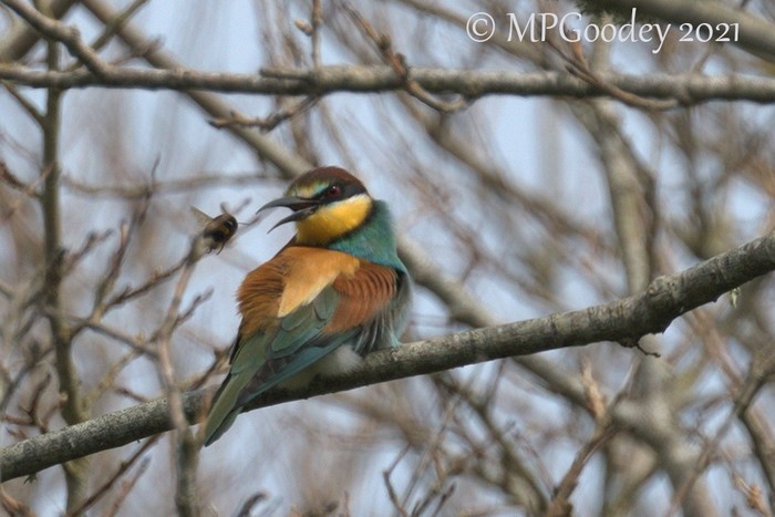 Bee-eater