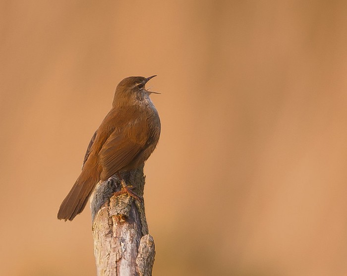 Cetti's Warbler
