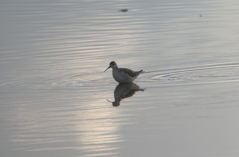 Wilson's Phalarope