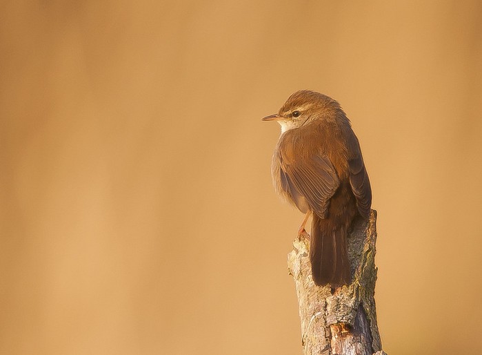 Cetti's Warbler