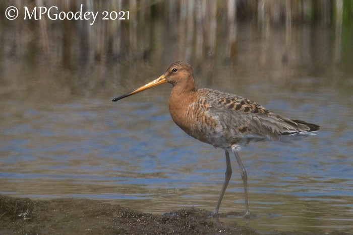 Black-tailed Godwit