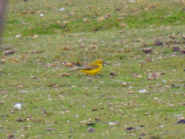 Yellow Wagtail